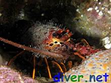 Panulirus interruptus (California Spiny Lobster)