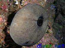 Megathura crenulata (Giant Keyhole Limpet)