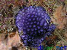 Disporella sp. (Purple Bryozoan)