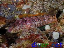 Alloclinus holderi (Island Kelpfish)