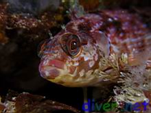 Alloclinus holderi (Island Kelpfish)