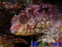 Alloclinus holderi (Island Kelpfish)