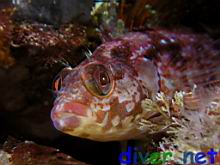 Alloclinus holderi (Island Kelpfish)