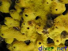 Small anenomes on a Aplysina fistularis (Sulpher Sponge)