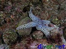 A Pisaster giganteus (Giant Spined Star) on a Haliotis fulgens (Green abalone) between two Haliotis corrugata (Pink Abalone)