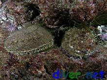 Haliotis fulgens (Green abalone) & Haliotis corrugata (Pink Abalone)