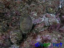 A Haliotis fulgens (Green abalone) between two Haliotis corrugata (Pink Abalone)