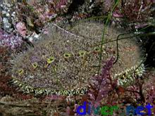 Haliotis fulgens (Green abalone)