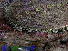 Haliotis fulgens (Green abalone)