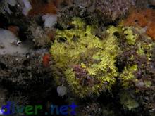 Aplysina fistularis (Sulpher Sponge)