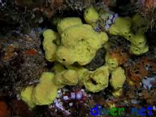 Aplysina fistularis (Sulpher Sponge)