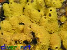 Aplysina fistularis (Sulpher Sponge)