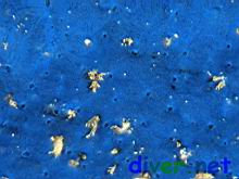 Hymenamphiastra cyanocrypta (Cobalt Sponge)