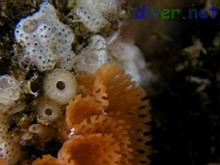 Didemnum carnulentum (Colonial Tunicate), two small spoges possibly Leucilla nuttingi, & Phidolopora labiata (Lacy Bryozoan)