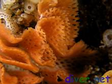 Phidolopora labiata (Lacy Bryozoan)