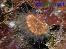 Paracyathus stearnsi (Solitary Brown Cup Coral)