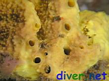 Aplysina fistularis (Sulpher Sponge)