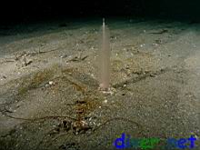 Stylatula elongata (White Sea Pen)