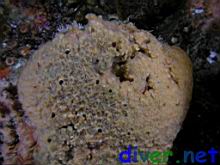 mixed sponge-bryozoan thing
