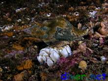 Kelletia kelleti (Kellet's Whelk) laying eggs