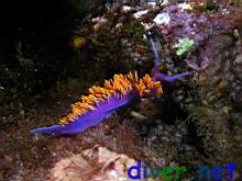 Flabellina iodinea (Spanish Shawl)