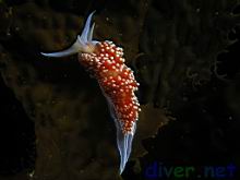 Hermissenda crassicornis