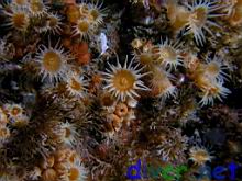 Parazoanthus sp. [Orange (Rock) Zoanthids]