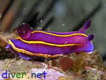 Chromodoris macfarlandi (MacFarland's chromodorid)