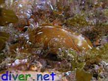 Navanax inermis finishing off a Hermissenda crassicornis