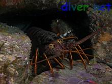 Panulirus interruptus (California Spiny Lobster)