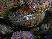 Haliotis fulgens (Green Abalone)