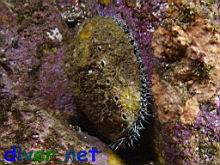 Haliotis fulgens (Green Abalone)