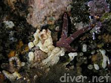 Colonial Tunicate (Didemnum carnulentum) & Fragile Star (Linckia columbiae)
