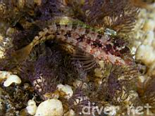 Island Kelpfish (Alloclinus holderi) on Bryozoan (Bugula neritina)