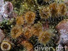 Brown Cup Coral (Paracyathus stearnsi)
