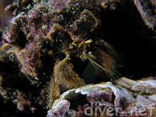 Furry Hermit Crab (Paguristes ulreyi)