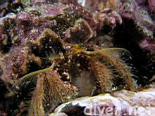Furry Hermit Crab (Paguristes ulreyi)