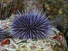 Purple Sea Urchin (Strongylocentrotus purpuratus)