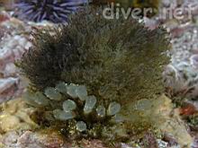 Light Bulb Tunicates (Clavelina huntsmani) & Bryozoan (Bugula neritina)