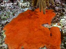 Red encrusting sponge (Ophlitaspongia pennata)