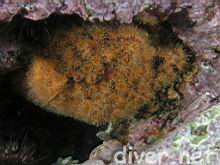 Cup Coral (Astrangia lajollaensis)