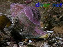 Kelletia kelletii (Kellet's Whelk) with Coraline Algae covered shell