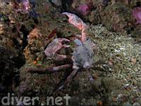 a large Northern Kelp Crab (Pugettia producta)