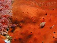 Hermit Crabs (Pagurus sp. 1) on Red encrusting sponge (Ophlitaspongia pennata)