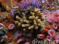 Purple Sea Urchin (Strongylocentrotus purpuratus), Northern Staghorn Bryozoan (Heteropora pacifica), & Club-Tipped Anemones (Corynactis california)