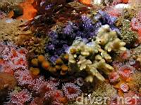 Purple Bryozoan (Disporella sp.), Bryzoan (Costazia costazi), Northern Staghorn Bryozoan (Heteropora pacifica), Moss Animal (Bugula californica), Southern Staghorn Bryozoan (Diaperoecia californica), Blu Top Snail (Calliostoma ligatum) on Red encrusting sponge (Ophlitaspongia pennata), & Club-Tipped Anemones (Corynactis california)