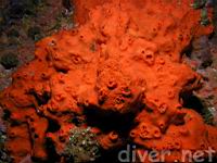Red Volcano Sponge (Acarnus erithacus)
