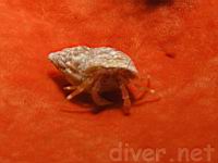 Hermit Crab (Pagurus sp. 1) on Red encrusting sponge (Ophlitaspongia pennata)