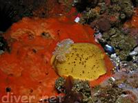 Noble Dorid (Peltodoris nobilis) on Red encrusting sponge (Ophlitaspongia pennata)