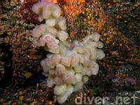 Lobed Tunicate (Cystodytes lobatus)
